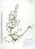 中文名:大籽當藥(S077046)學名:Swertia macrosperma (C.B.Clarke) C.B.Clarke(S077046)中文別名:巒大當藥