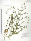 中文名:大籽當藥(S080480)學名:Swertia macrosperma (C.B.Clarke) C.B.Clarke(S080480)中文別名:巒大當藥