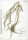 中文名:吳氏雀稗(S075560)學名:Paspalum urvillei Steud.(S075560)英文名:Upright Paspalum, Vasey Grass
