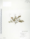 中文名:玉山金絲桃(S015327)學名:Hypericum nagasawai Hayata(S015327)