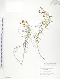 中文名:玉山金絲桃(S015347)學名:Hypericum nagasawai Hayata(S015347)