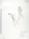 中文名:玉山金絲桃(S015365)學名:Hypericum nagasawai Hayata(S015365)