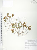 中文名:玉山金絲桃(S076960)學名:Hypericum nagasawai Hayata(S076960)