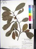 中文名:蘭嶼烏心石(S049711)學名:Michelia compressa (Maxim.) Sargent var. lanyuensis S. Y. Lu(S049711)英文名:Formosan Michelia