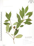 中文名:天仙果(S009075)學名:Ficus formosana Maxim.(S009075)