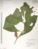 中文名:日本商陸(S030976)學名:Phytolacca japonica Makino(S030976)