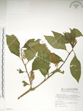 中文名:日本商陸(S072711)學名:Phytolacca japonica Makino(S072711)