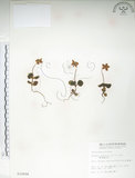 中文名:單花鹿蹄草(S010696)學名:Moneses uniflora (L.) A. Gray(S010696)