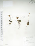 中文名:單花鹿蹄草(S010697)學名:Moneses uniflora (L.) A. Gray(S010697)