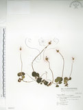 中文名:單花鹿蹄草(S043517)學名:Moneses uniflora (L.) A. Gray(S043517)