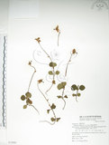 中文名:單花鹿蹄草(S072995)學名:Moneses uniflora (L.) A. Gray(S072995)