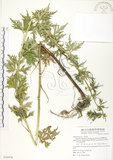 中文名:臺灣烏頭(S076974)學名:Aconitum fukutomei Hayata(S076974)