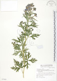 中文名:台灣烏頭(S077036)學名:Aconitum fukutomei Hayata(S077036)