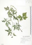 中文名:臺灣烏頭(S090863)學名:Aconitum fukutomei Hayata(S090863)
