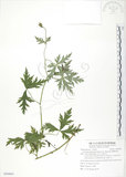 中文名:臺灣烏頭(S090864)學名:Aconitum fukutomei Hayata(S090864)
