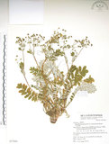 中文名:玉山金梅(S077041)學名:Potentilla leuconota Don var. morrisonicola Hayata(S077041)