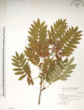 中文名:巒大花楸(S043490)學名:Sorbus randaiensis (Hayata) Koidz.(S043490)英文名:Taiwan Mountain-ash