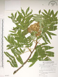 中文名:巒大花楸(S087827)學名:Sorbus randaiensis (Hayata) Koidz.(S087827)英文名:Taiwan Mountain-ash