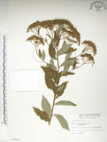 中文名:臺灣繡線菊(S008229)學名:Spiraea formosana Hayata(S008229)