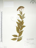 中文名:臺灣繡線菊(S008230)學名:Spiraea formosana Hayata(S008230)