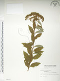中文名:臺灣繡線菊(S008231)學名:Spiraea formosana Hayata(S008231)