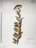 中文名:臺灣繡線菊(S008232)學名:Spiraea formosana Hayata(S008232)