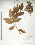 中文名:臺灣繡線菊(S009715)學名:Spiraea formosana Hayata(S009715)