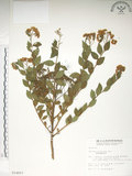 中文名:臺灣繡線菊(S014857)學名:Spiraea formosana Hayata(S014857)