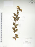 中文名:臺灣繡線菊(S015564)學名:Spiraea formosana Hayata(S015564)