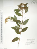 中文名:臺灣繡線菊(S015865)學名:Spiraea formosana Hayata(S015865)