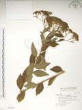 中文名:臺灣繡線菊(S031055)學名:Spiraea formosana Hayata(S031055)