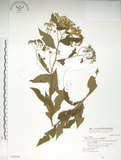 中文名:臺灣繡線菊(S043524)學名:Spiraea formosana Hayata(S043524)