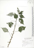 中文名:青苧麻(S092660)學名:Boehmeria nivea (L.) Gaudich. var. tenacissima (Gaudich.) Miq.(S092660)英文名:Shurbby False-nettle