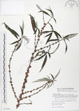 中文名:水麻(S077254)學名:Debregeasia edulis (Sieb. & Zucc.) Wedd.(S077254)英文名:Edible Debregeasia