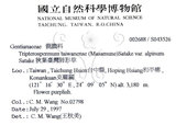 中文名:玉山肺形草(S043526)學名:Tripterospermum lanceolatum (Hayata) Hara ex Satake(S043526)中文別名:披針葉肺形草