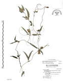 中文名:玉山肺形草(S043526)學名:Tripterospermum lanceolatum (Hayata) Hara ex Satake(S043526)中文別名:披針葉肺形草