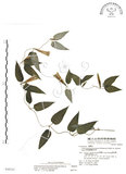 中文名:玉山肺形草(S048243)學名:Tripterospermum lanceolatum (Hayata) Hara ex Satake(S048243)中文別名:披針葉肺形草