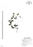 中文名:玉山肺形草(S091030)學名:Tripterospermum lanceolatum (Hayata) Hara ex Satake(S091030)中文別名:披針葉肺形草