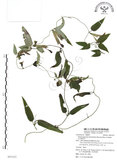 中文名:玉山肺形草(S091032)學名:Tripterospermum lanceolatum (Hayata) Hara ex Satake(S091032)中文別名:披針葉肺形草
