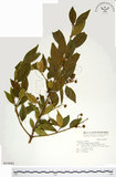 中文名:刺果衛矛(S015881)學名:Euonymus spraguei Hayata(S015881)