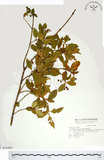 中文名:刺果衛矛(S015920)學名:Euonymus spraguei Hayata(S015920)