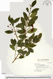 中文名:刺果衛矛(S030991)學名:Euonymus spraguei Hayata(S030991)