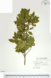 中文名:刺果衛矛(S048230)學名:Euonymus spraguei Hayata(S048230)