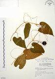 中文名:斑花青牛膽(S075551)學名:Thladiantha punctata Hayata(S075551)