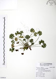 中文名:野老鸛草(S108824)學名:Geranium carolinianum L.(S108824)