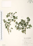 中文名:川上氏忍冬 (S012676 )學名:Lonicera kawakamii (Hayata) Masam. (S012676 )英文名:Kawakami Honeysuckle