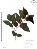 中文名:杜虹花(S007265)學名:Callicarpa formosana Rolfe(S007265)英文名:Formosan beauty-berry