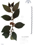 中文名:杜虹花(S007266)學名:Callicarpa formosana Rolfe(S007266)英文名:Formosan beauty-berry