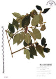 中文名:杜虹花(S007267)學名:Callicarpa formosana Rolfe(S007267)英文名:Formosan beauty-berry