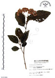 中文名:杜虹花(S010380)學名:Callicarpa formosana Rolfe(S010380)英文名:Formosan beauty-berry